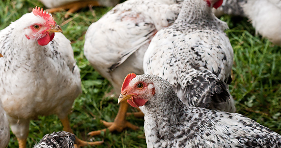 Meat chickens - Photo by Lance Cheung USDA