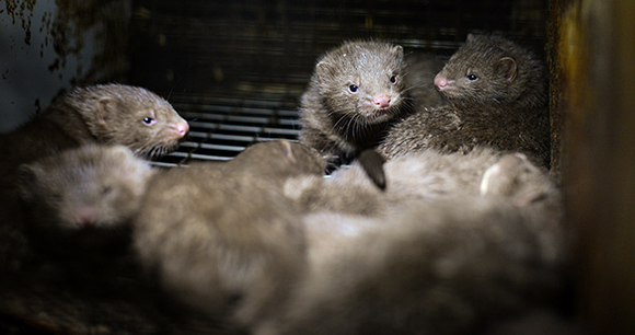 mink fur farm - photo by We Animals