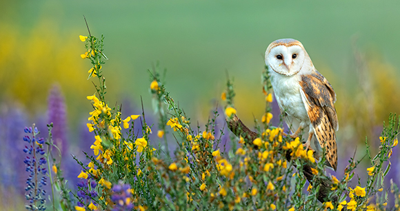 owl - photo by Dagmara Ksandrova