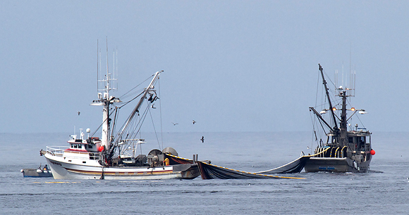 Purse seine fishing - Photo by Tom Clifton