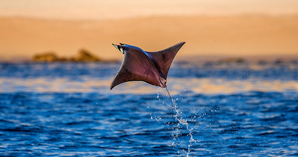 mobula ray