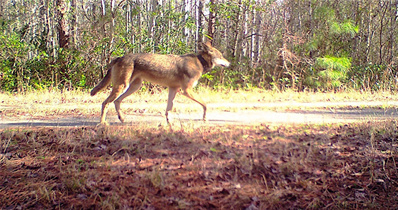 red wolf - photo by Dr. Ron Sutherland