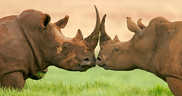 white rhinos - photo by EcoPrint