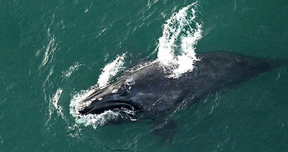 north atlantic right whale