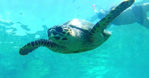 sea turtle - Wild Me