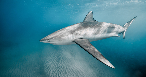 dusty shark - photo by Ilan Elgrably