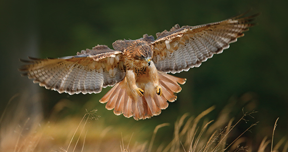 red-tailed hawk - photo by Ondrej Prosicky