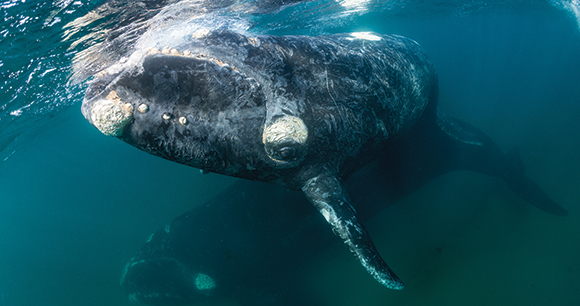 whale - photo by wildestanimal