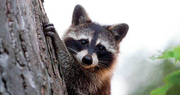 raccoon - photo by Figtography