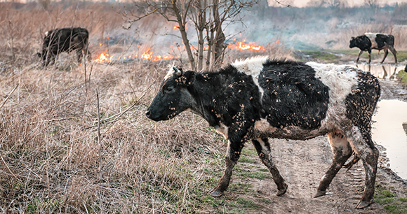 cow - photo by Vova Shevchuk