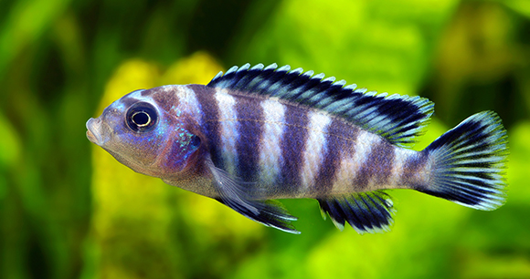 cobalt blue zebra cichlid