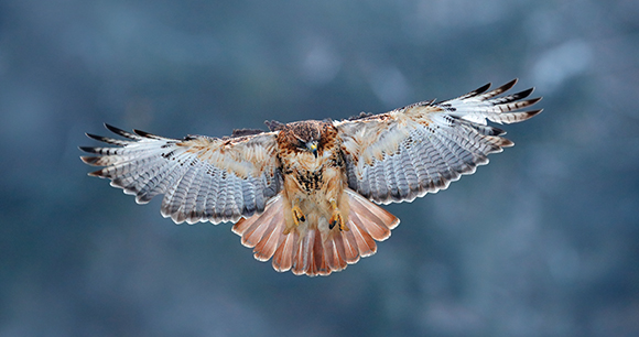 hawk - photo by Ondrej Prosicky