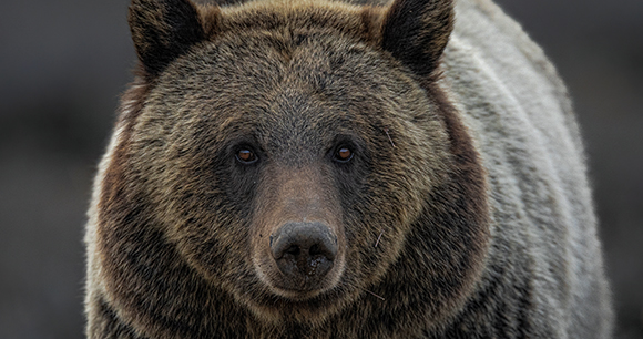 grizzly bear - photo by Dennis Stogsdill