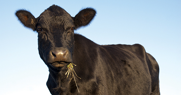 cow - photo by Catherine Eckert