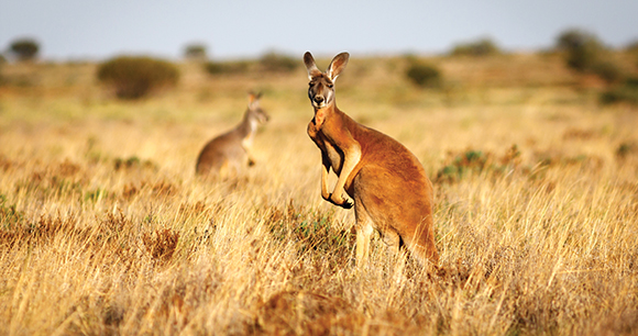 kangaroo - photo by Luke Shelley