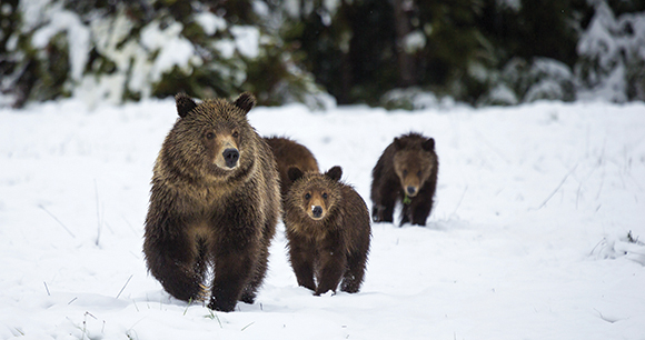 grizzly bears - photo by Chase Dekker