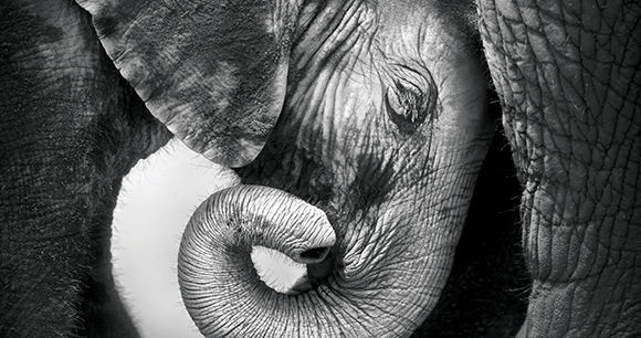 elephant - photo by Johan Swanepoel