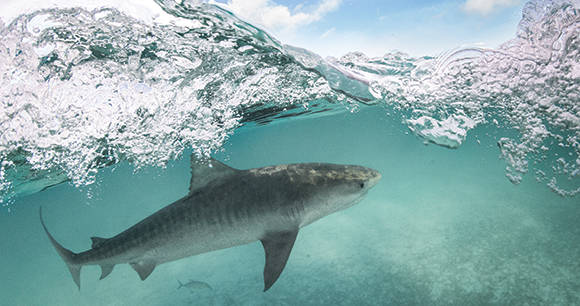 tiger shark - photo by Koa Matsuoka