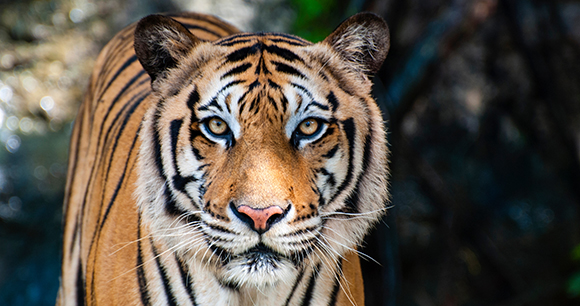 tiger - photo by Adisak Banpot
