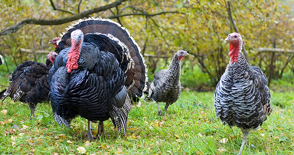 Turkeys - Photo by krodere