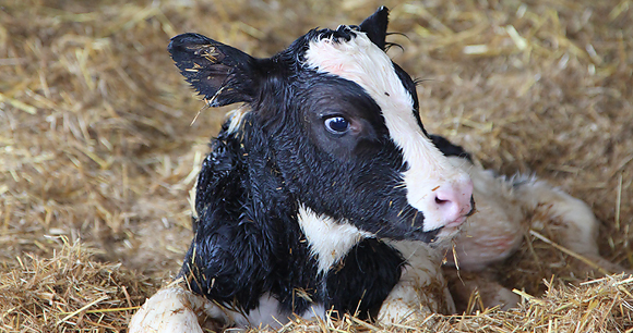 Veal calf - Photo by Debs Treasures