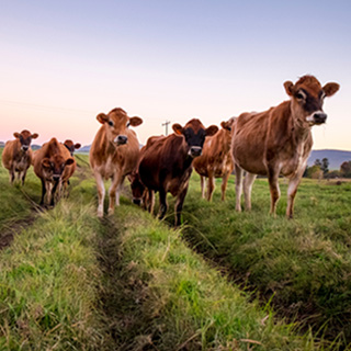 What You Can Do for Farmed Animals