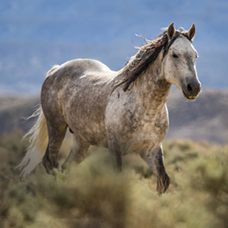 Wild horses and burros