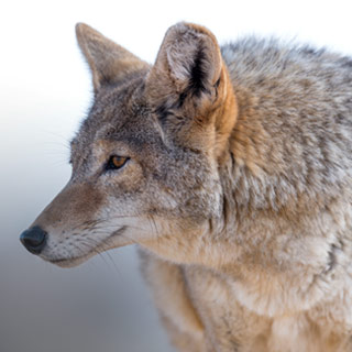 Wildlife-killing contests