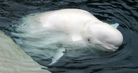 Protection of Beluga Whales - Photo by Peter M Graham