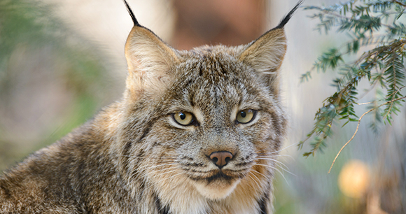 Canada lynx - Photo by Eric Kilby