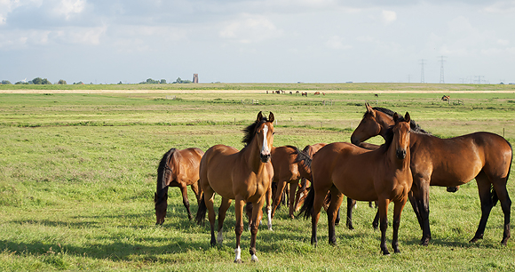 Protection of horses - Photo by David Feltkamp