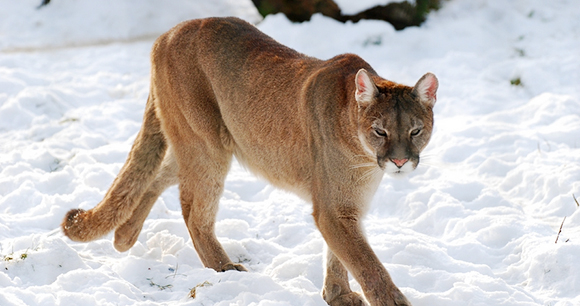 California mountain lion - Photo by Luz Rovira