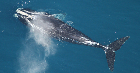 Protection of Marine Mammals - Photo by Florida Fish and Wildlife Conservation Commission