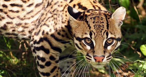 Protection of ocelots - Photo by Debs