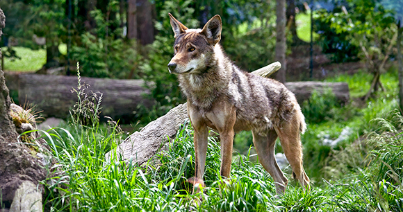 Protection of red wolves - Photo by Jesse McCarty