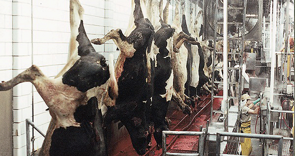 Cows being slaughtered