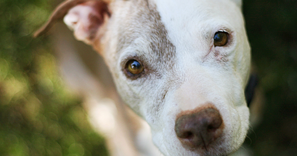 Animal Fighting Spectator Prohibition Act - Photo by Marji Beach