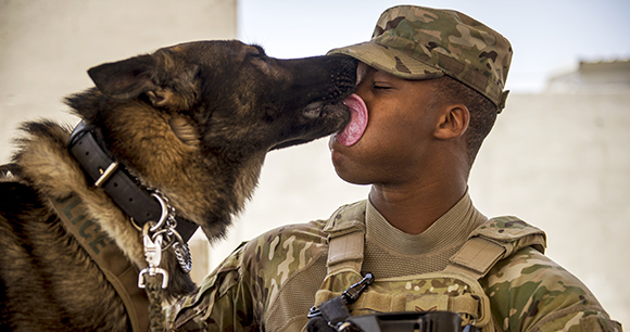 Canine Members of the Armed Forces Act - Photo by Sgt Jeremy Bowcock