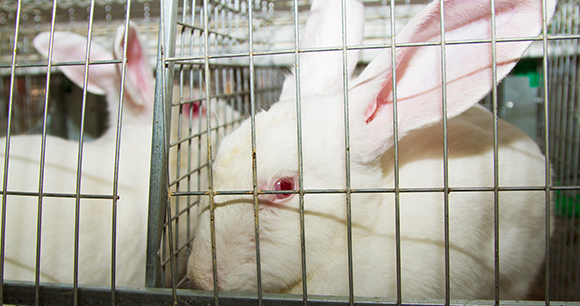 The Humane Cosmetics Act - Photo by Grigorenko The Humane Cosmetics Act - Photo by Grigorenko