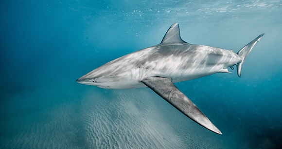 A dusky shark swims in the open ocean.