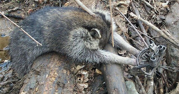 Refuge from Cruel Trapping Act - Photo by AWI Refuge from Cruel Trapping Act - Photo by AWI
