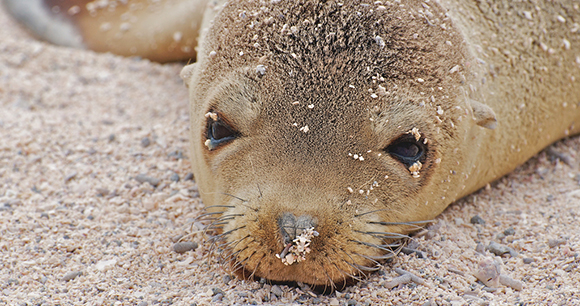 Marine Mammal Protection Act - Photo by A Davey