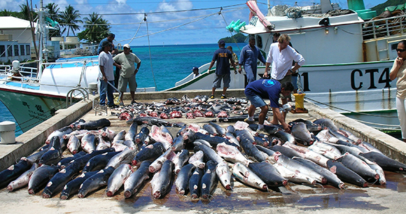 Shark Finning Legislation - Photo by AWI Shark Finning Legislation - Photo by AWI