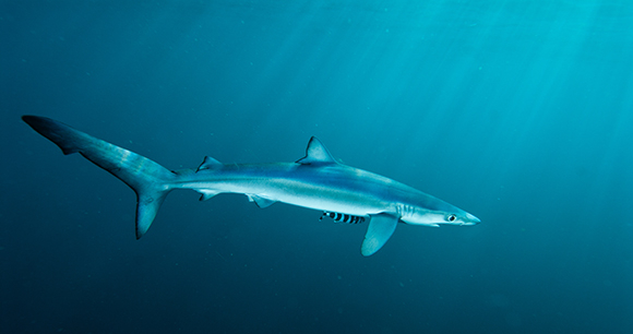 Shark Fin Sales Elimination Act - Photo by iStock