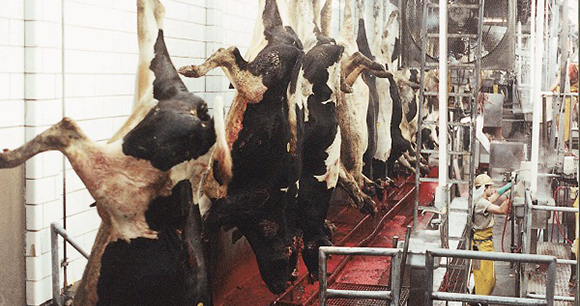 Humane Methods of Slaughter Act - Photo by AWI