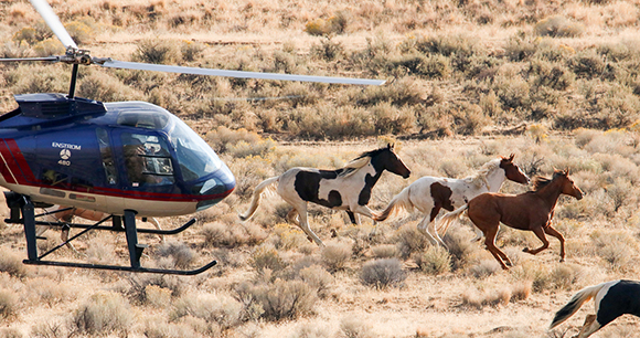 wild horses - photo by AWHC