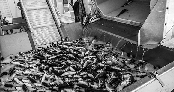photo by We Animals Media photo by We Animals Media