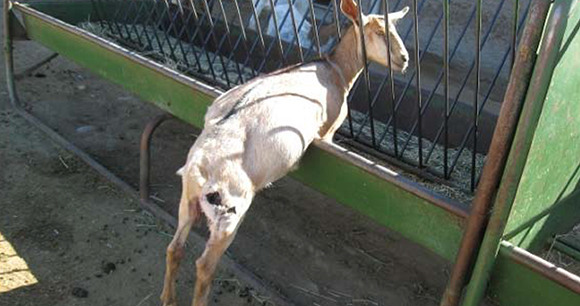 photo by USDA goat - photo by USDA