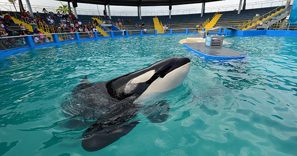 Miami Seaqurium orca tank - photo by Naomi Rose