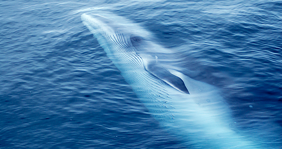 Minke whale - Photo by iStock Minke whale - Photo by iStock